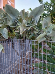 Kalanchoe beharensis
