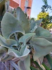 Kalanchoe beharensis