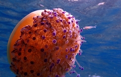 Caranginae