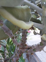 Kalanchoe beharensis