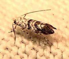 Cameraria hamadryadella