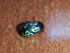 Zygogramma signatipennis