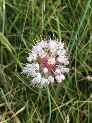Allium suaveolens