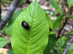 Chrysomela aeneicollis