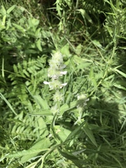 Stachys albens
