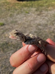 Laudakia stellio daani