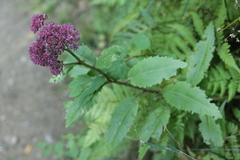 Hylotelephium telephium fabaria