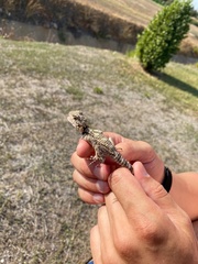 Laudakia stellio daani