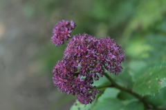 Hylotelephium telephium fabaria