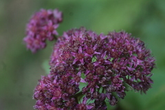 Hylotelephium telephium fabaria