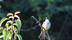 Pycnonotus xanthorrhous