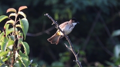 Pycnonotus xanthorrhous