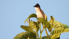 Pycnonotus xanthorrhous