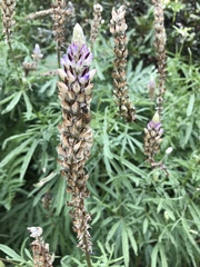 Lupinus pratensis