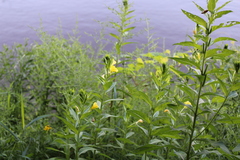 Sisymbrium strictissimum