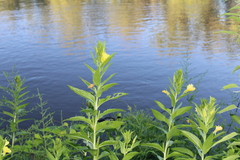 Sisymbrium strictissimum