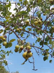 Pyrus communis communis