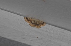 Cyclophora annularia