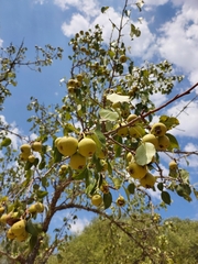 Pyrus communis communis
