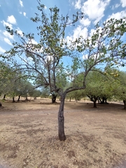 Pyrus communis communis