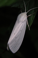 Spilarctia alba