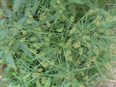 Cyperus hermaphroditus
