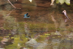 Calopteryx splendens