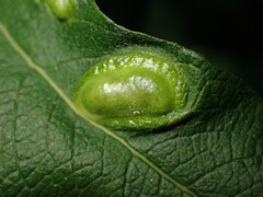 Euura bridgmanii