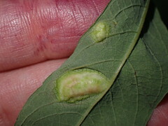 Euura bridgmanii