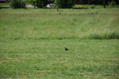Corvus monedula