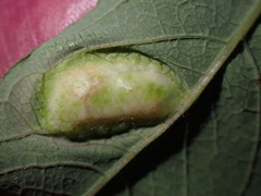 Euura bridgmanii