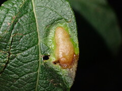 Euura bridgmanii