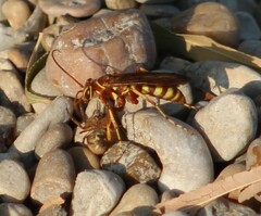 Poecilopompilus interruptus