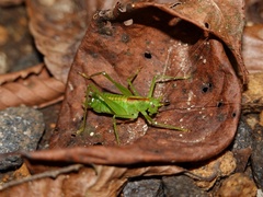 Tettigoniopsis forcipicercus