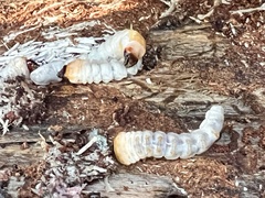 Monochamus carolinensis