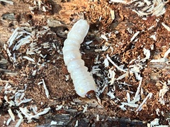 Monochamus carolinensis