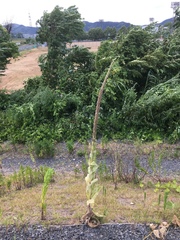 Verbascum thapsus