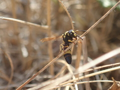Parodontodynerus ephippium