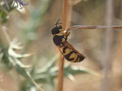 Parodontodynerus ephippium