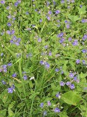 Veronica chamaedrys