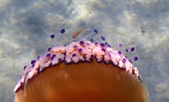 Caranginae