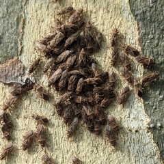 Arocatus