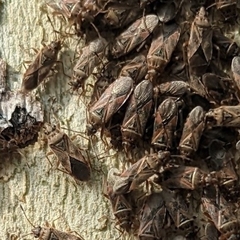 Arocatus
