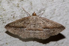 Nadagara synocha