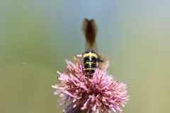 Philanthus gibbosus