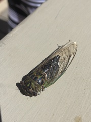 Neotibicen canicularis