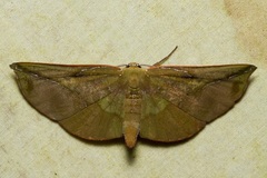 Omiza lycoraria