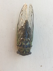Neotibicen canicularis