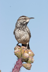 Cactus Wren photo 5