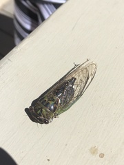 Neotibicen canicularis